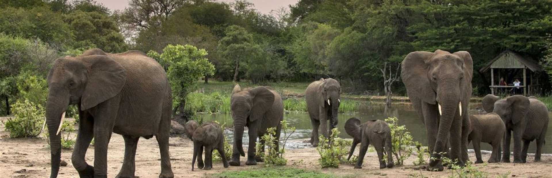 Tanda Tula Safari Camp